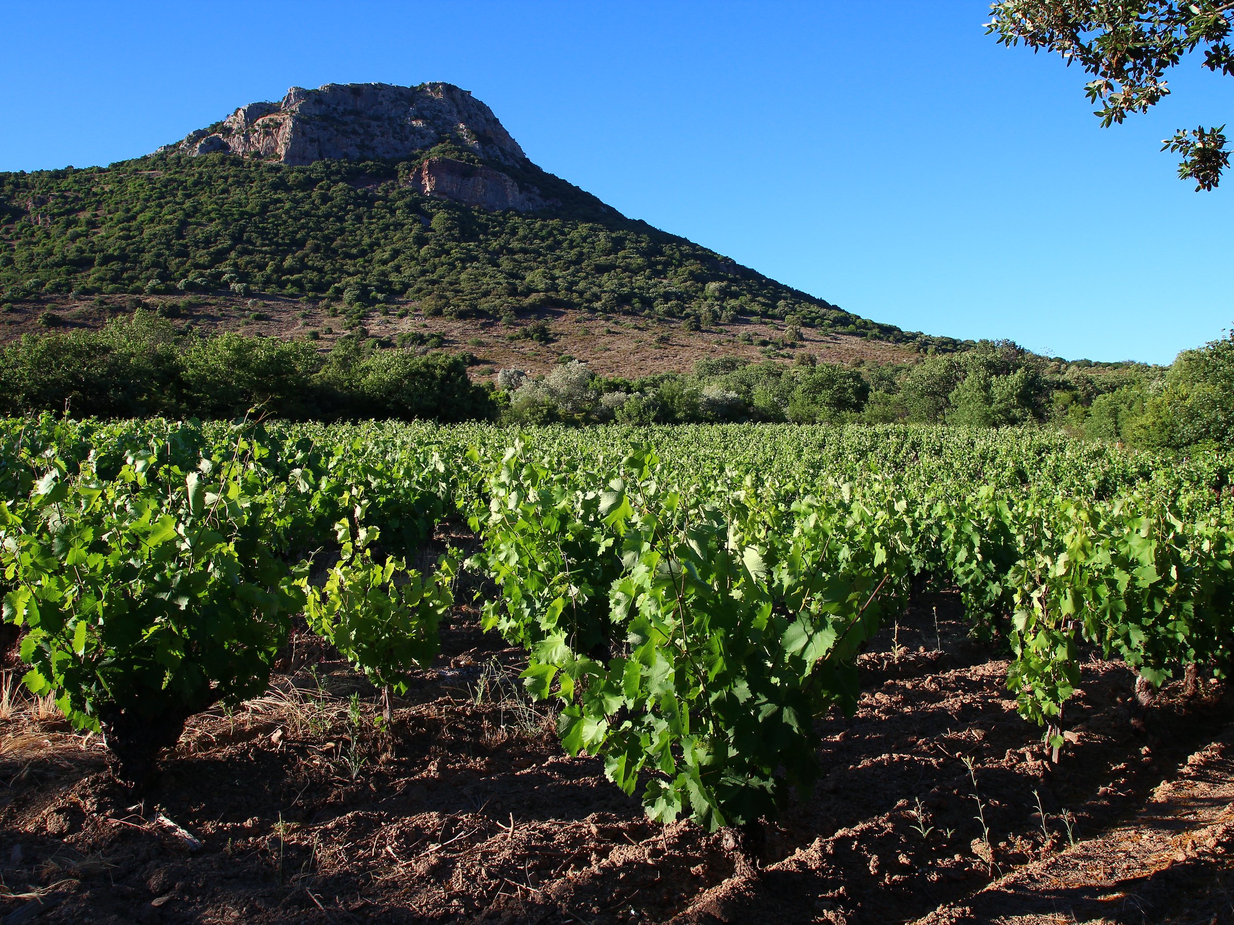 Les vignes de Cabrières au pied du mont Vissou, la terre rouge entre les rangs