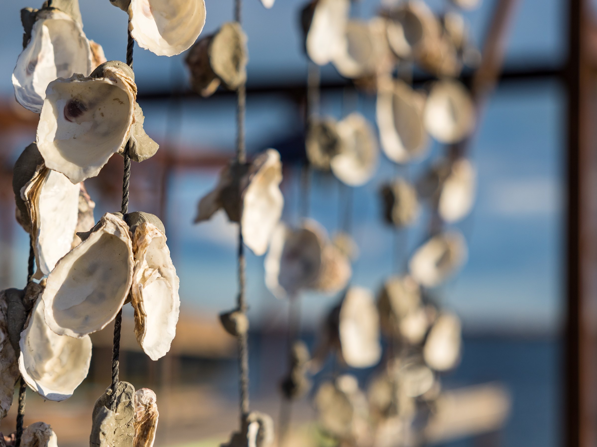Des guirlandes de coquilles d’huîtres suspendues à Bouzigues