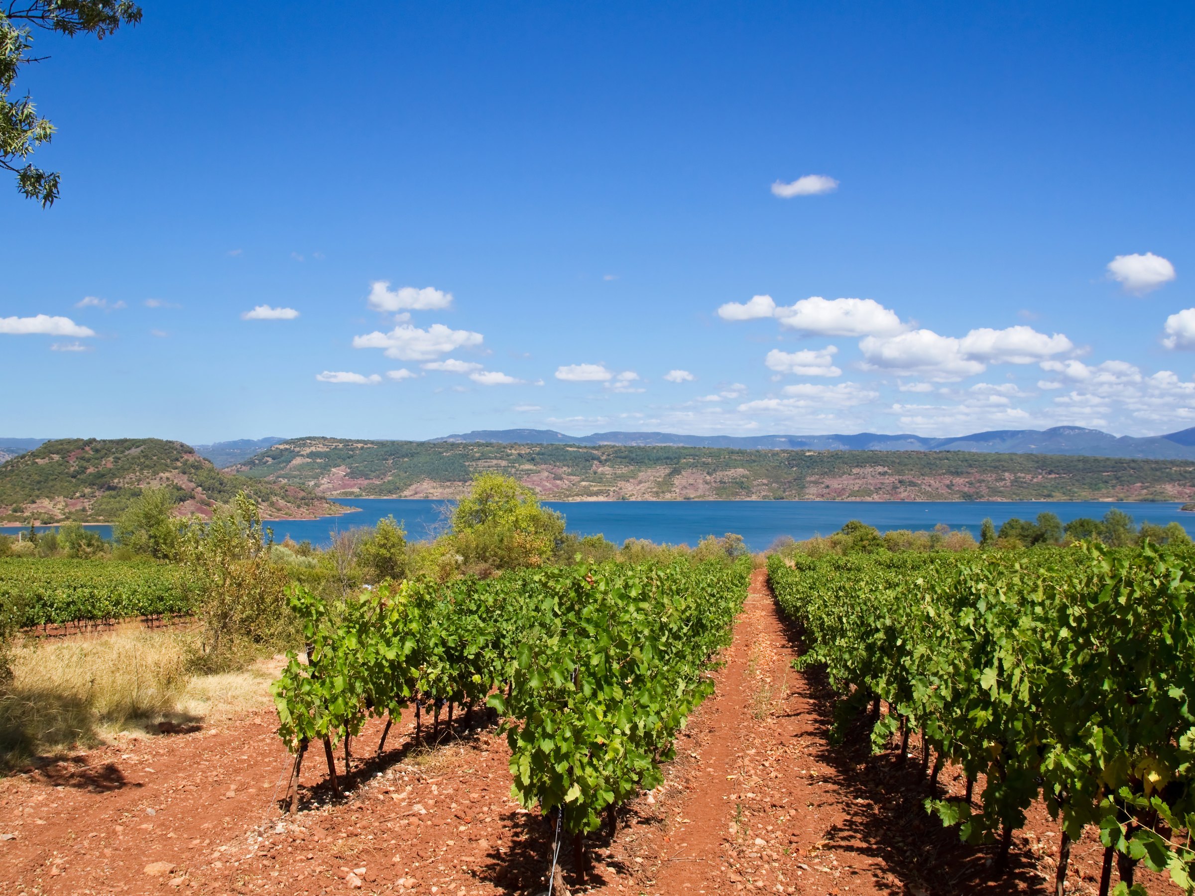 Un rang de vigne qui descend vers le lac du Salagou, sur la terre rouge