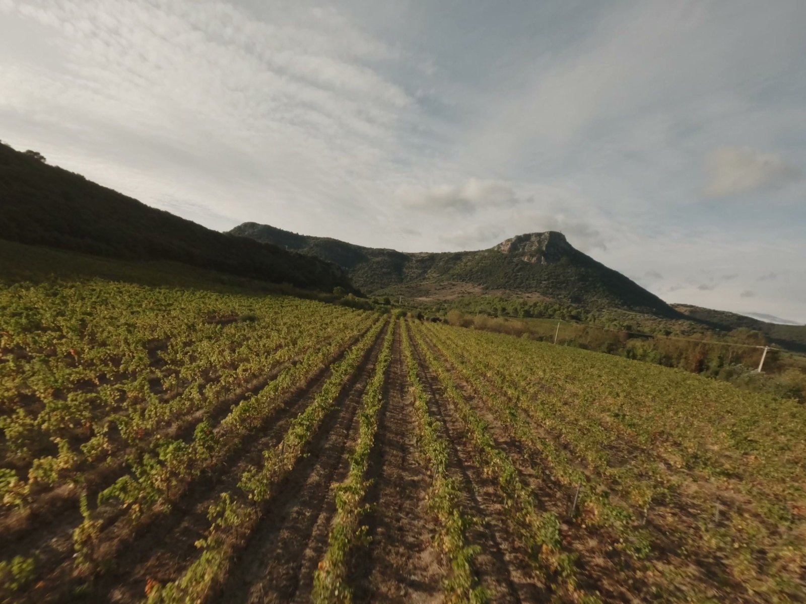Rangs de vigne du terroir de Cabrières montant vers le relief, Souki Lodges & Spa (Hérault)